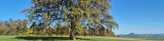 Titelbild - Nachhaltigkeit